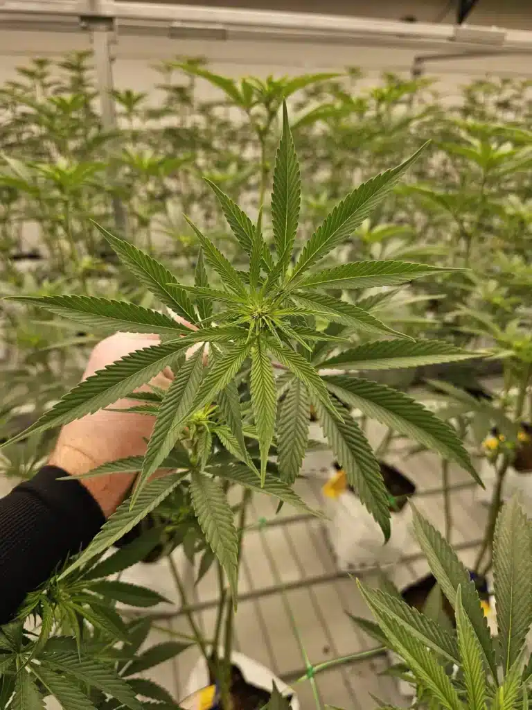 Sativa leaf