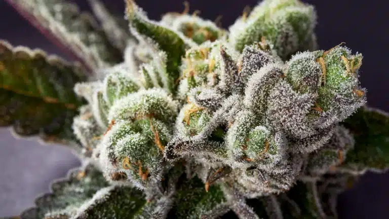 limosa flower closeup