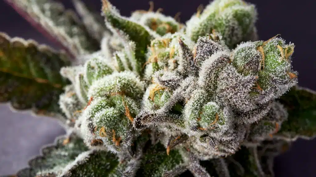 limosa flower closeup with visible trichomes