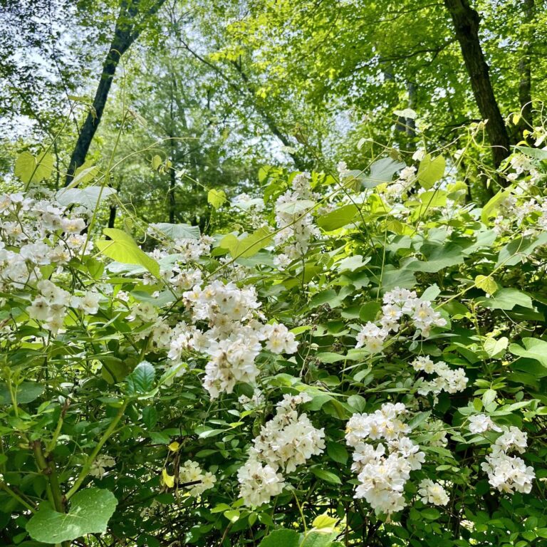 Greenery with light flowers