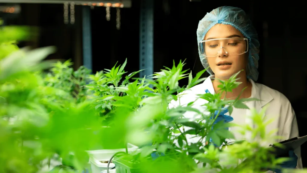Scientific researcher inspecting cannabis plants in a laboratory setting for medical research