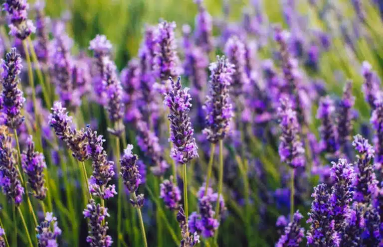 lavender field