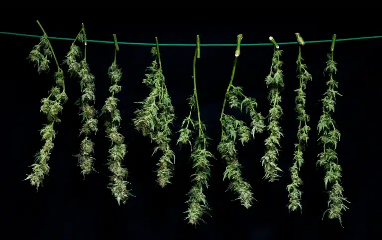 Cannabis drying on a line