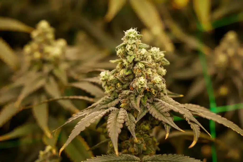 Miss Lady Loud flower