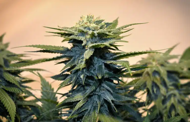 Close-up of a flowering cannabis plant with a dense green bud surrounded by leaves