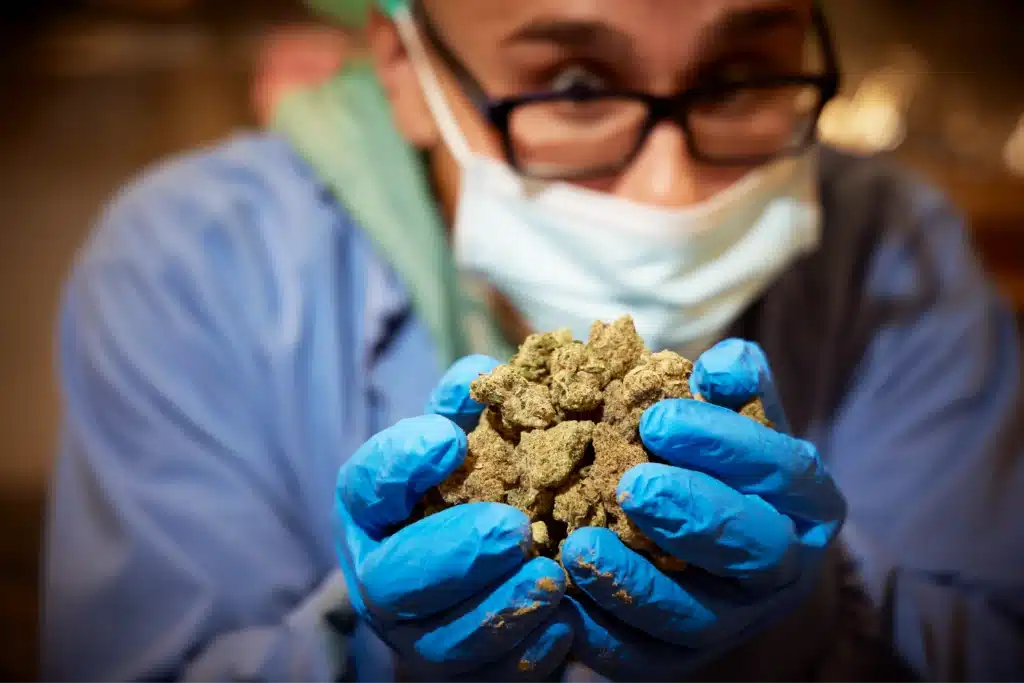 Hands in blue gloves holding fresh cannabis buds