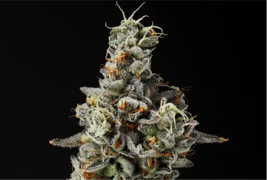 GMO pie fresh flower