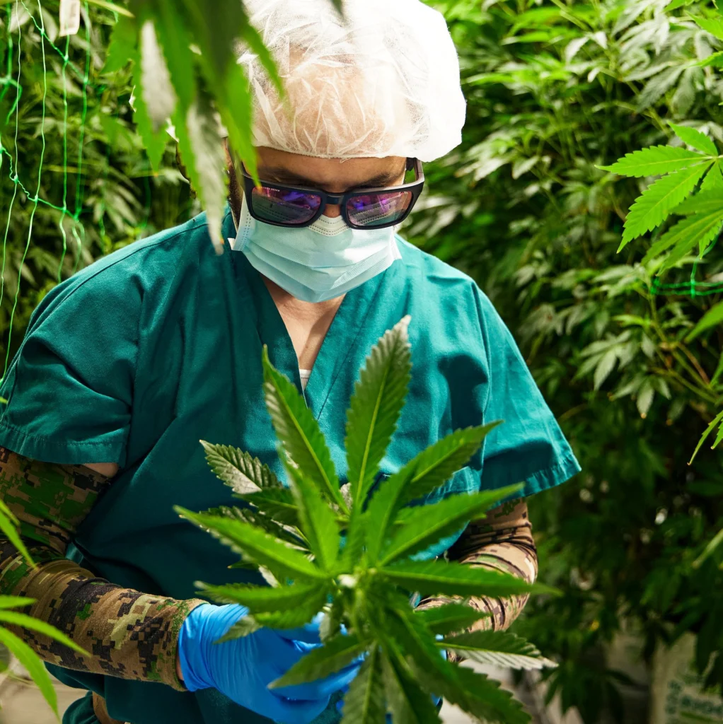 Worker in Fitchburg facility for growing cannabis