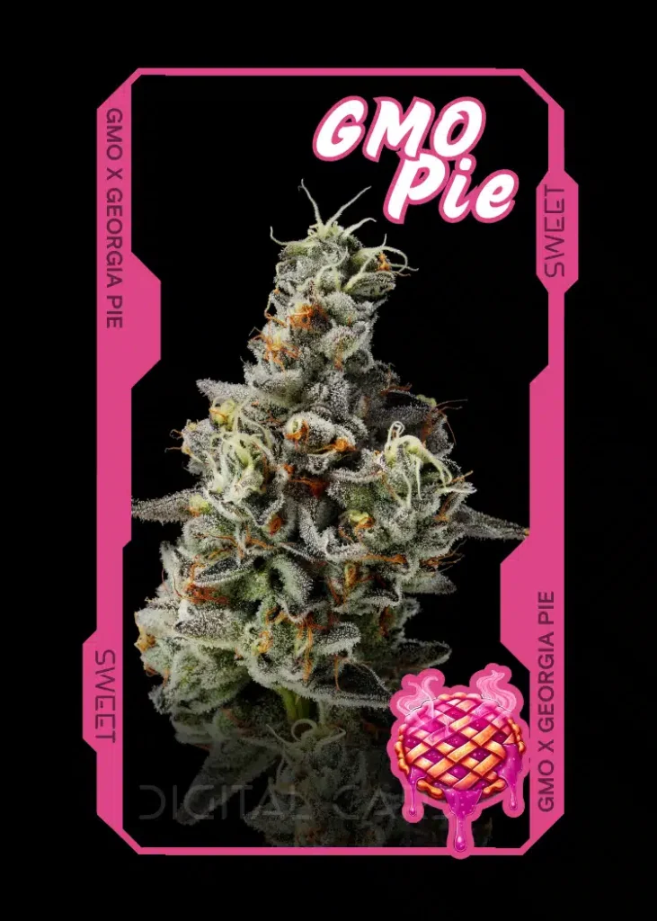 GMO Pie Cannabis Strain Trading Card