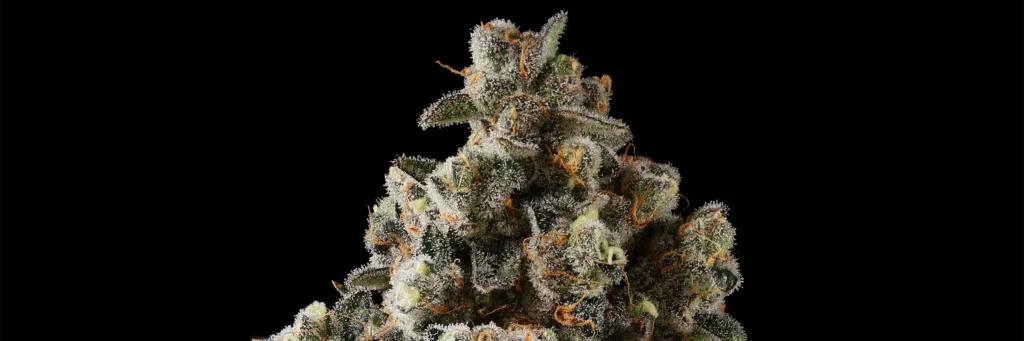 blurberry Cannabis Strain - Bud Closeup
