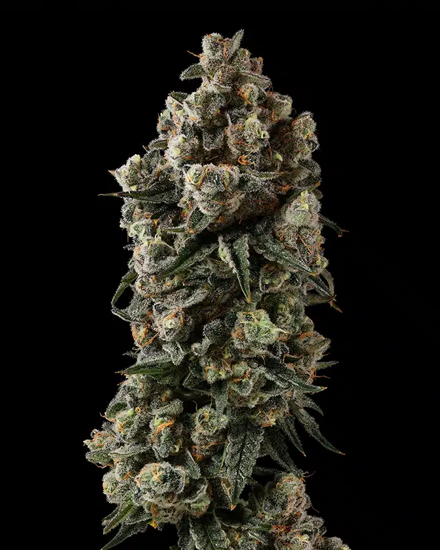 Blurberry Cannabis Strain - Bud Closeup