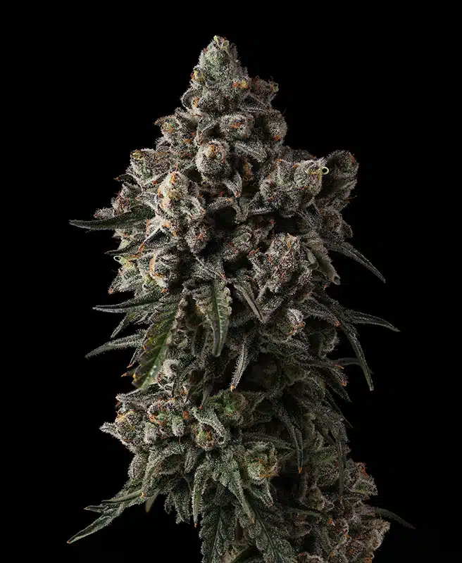 Dessert Storm Cannabis Strain - Bud Closeup