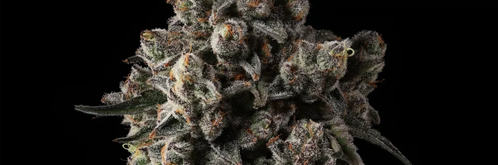 dessert storm Cannabis Strain - Bud Closeup