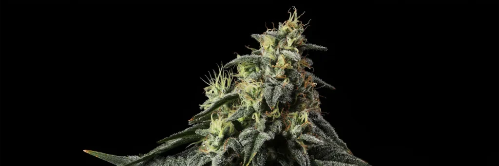 Fat Cat Cannabis Strain - Bud Closeup
