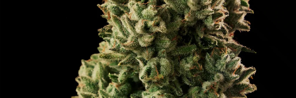 g code Cannabis Strain - Bud Closeup
