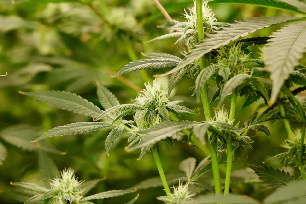 GMO Jam cannabis strain in the grow room