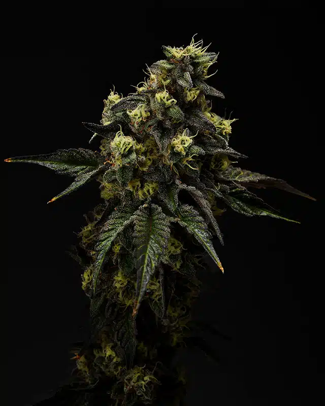 Governmint Oasis Cannabis Strain - Bud Closeup