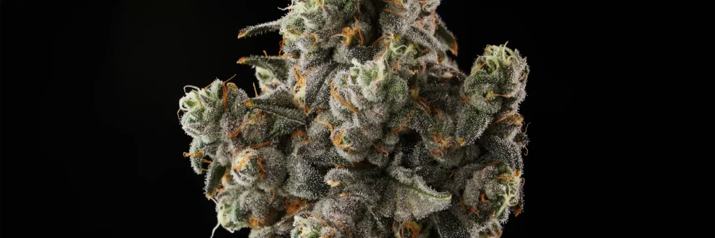 Closeup of Grape Crostata cannabis strain bud