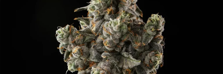 Closeup of Grape Crostata cannabis strain bud