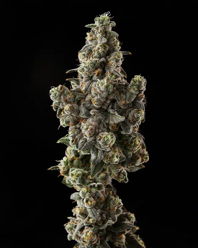Grape Crostata Cannabis Strain - Bud Closeup