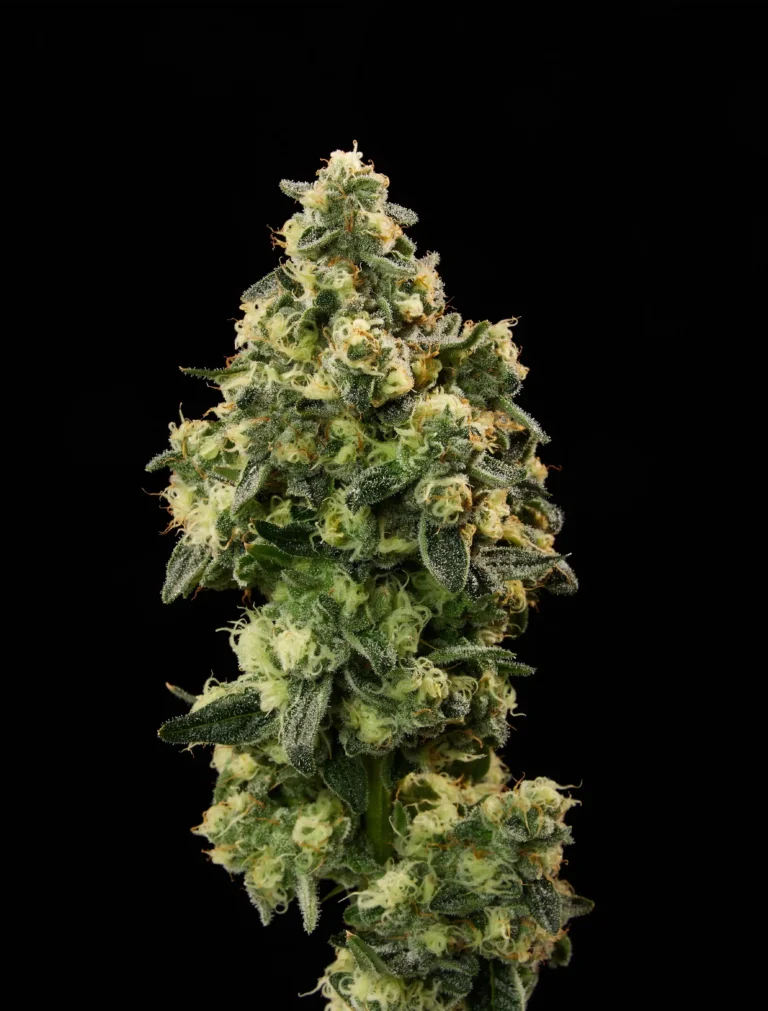 Flower closeup of Ho Hos cannabis strain