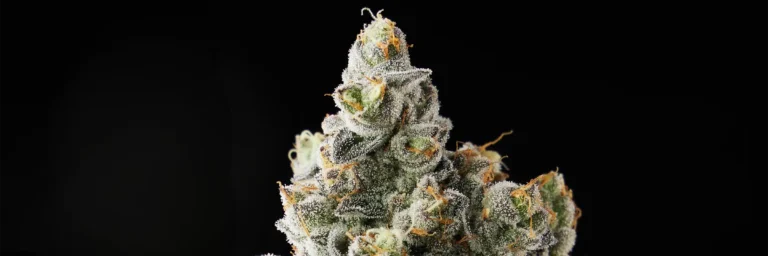 juiceman Cannabis Strain - Bud Closeup