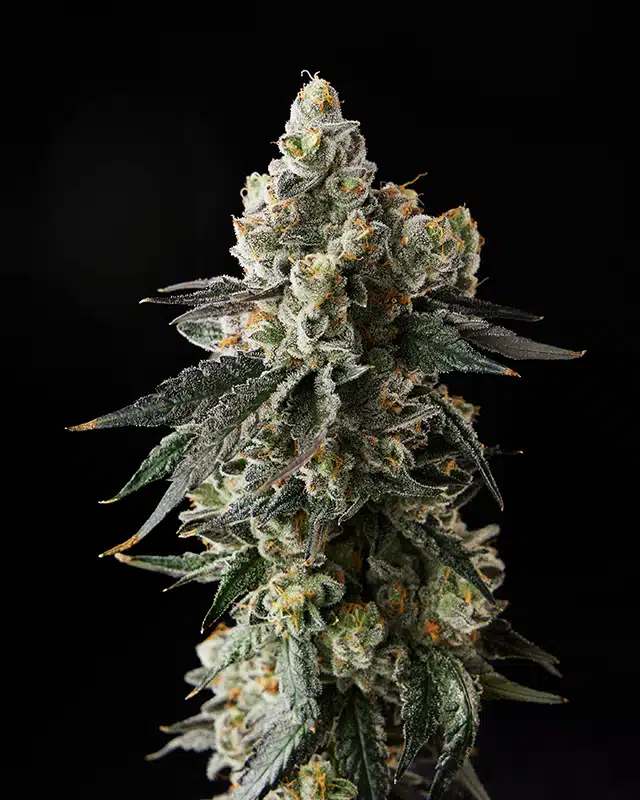 Juiceman Cannabis Strain - Bud Closeup