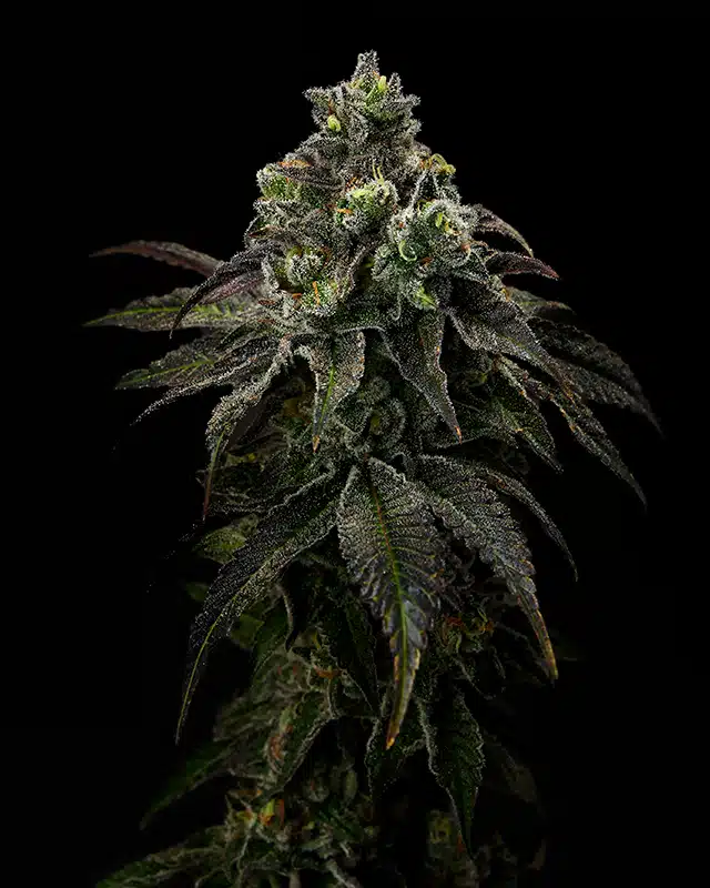 Limosa Cannabis Strain - Bud Closeup