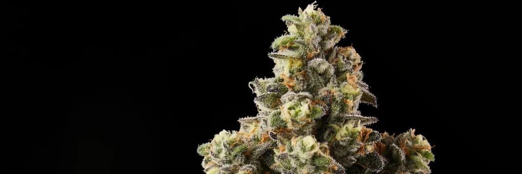miss lady loud Cannabis Strain - Bud Closeup