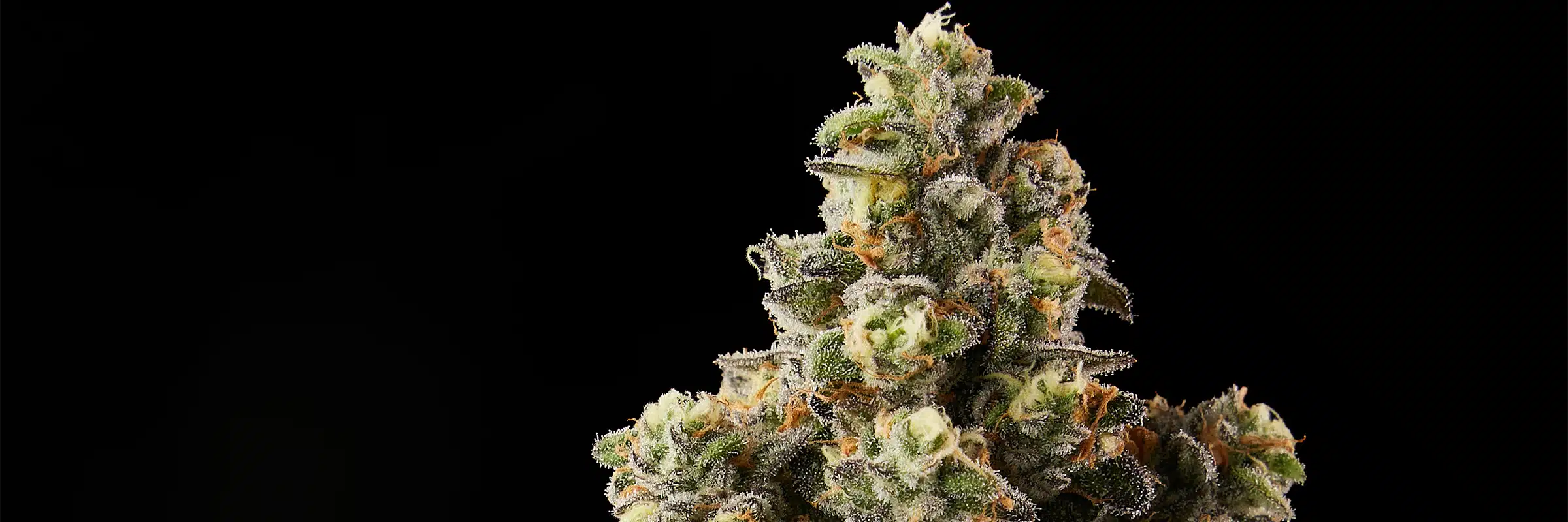 miss lady loud Cannabis Strain - Bud Closeup