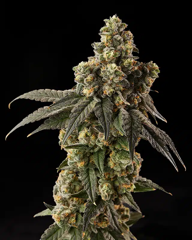 Miss Lady Loud Cannabis Strain - Bud Closeup