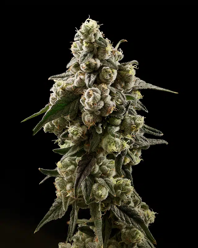 Moondrops Cannabis Strain - Bud Closeup