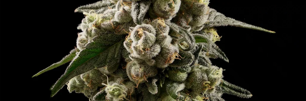 moondrops Cannabis Strain - Bud Closeup
