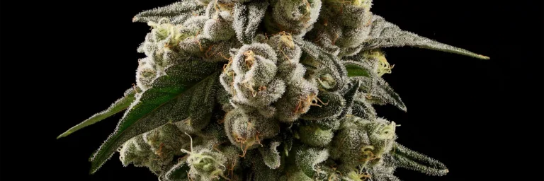 moondrops Cannabis Strain - Bud Closeup