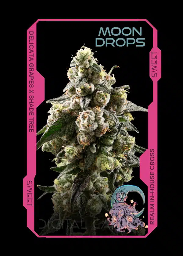 moondrops strain card