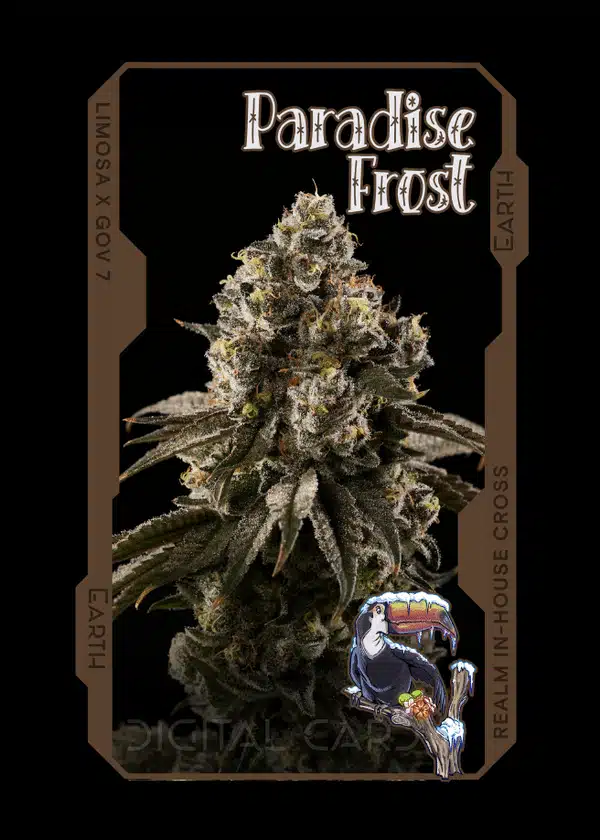 paradise frost strain card