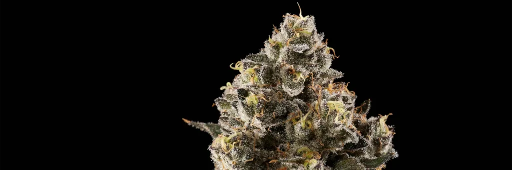 paradise frost Cannabis Strain - Bud Closeup