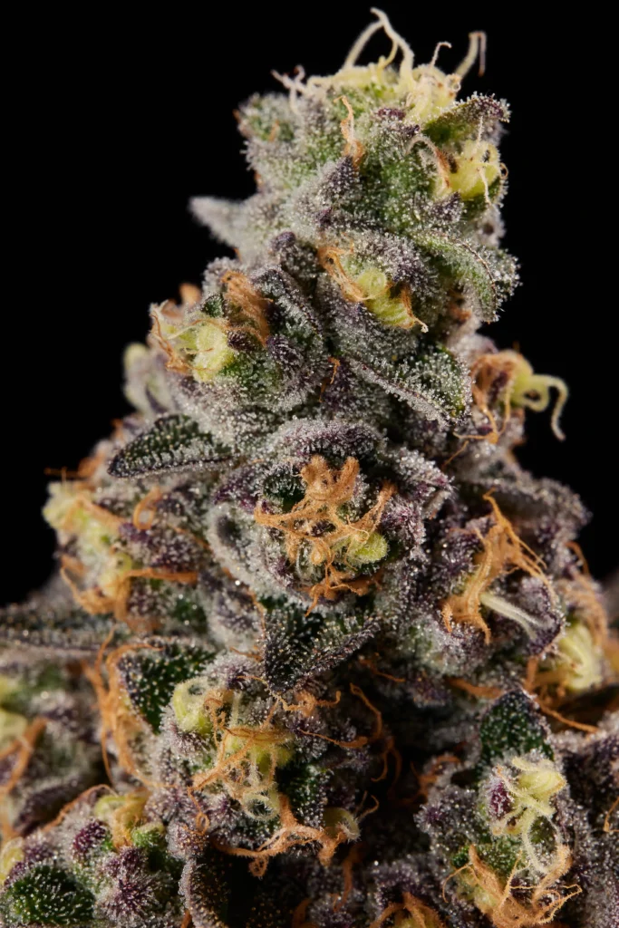 Gardenia Cannabis Strain - Bud Closeup
