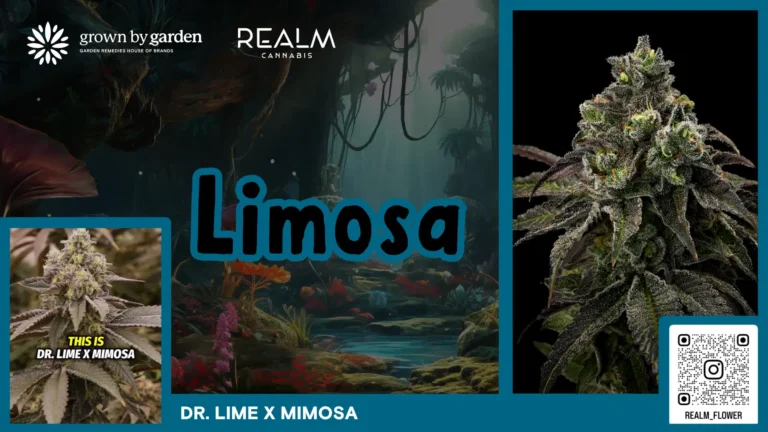 Limosa video placeholder