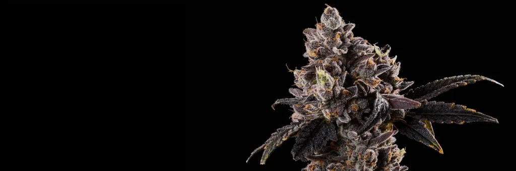 shinigami Cannabis Strain - Bud Closeup