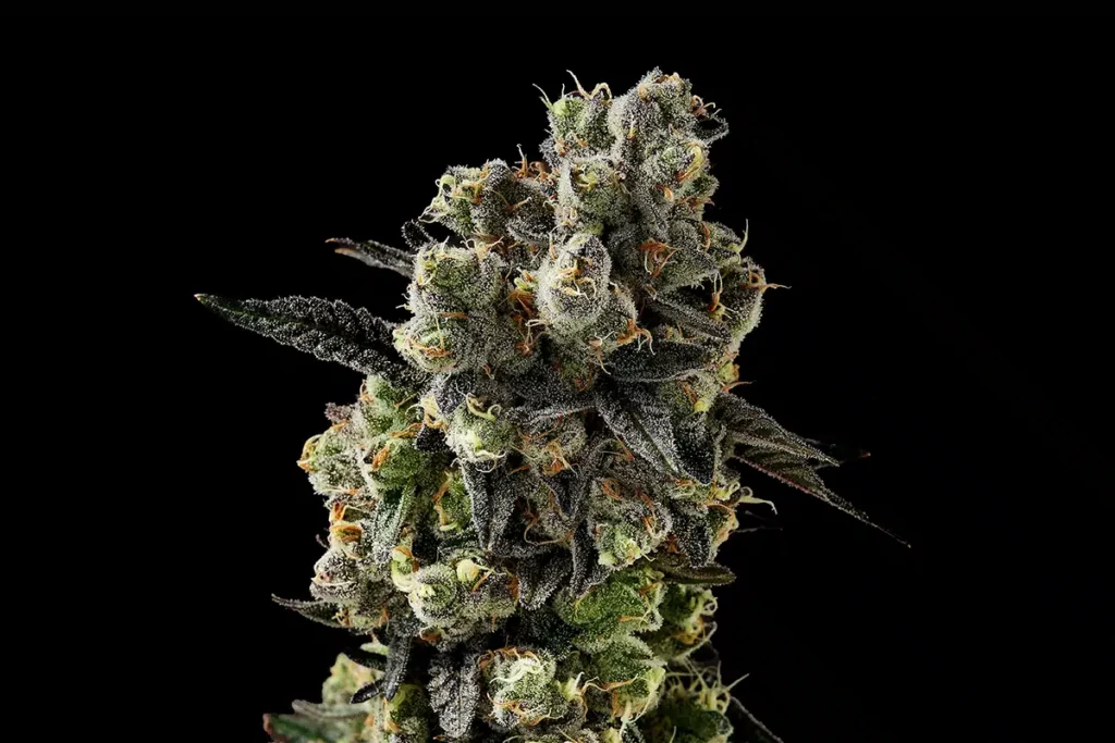 Spritzer Cannabis Strain - Bud Closeup
