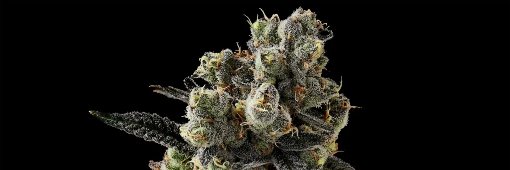 spritzer Cannabis Strain - Bud Closeup