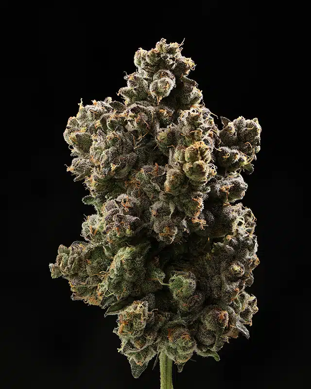 The Fruit Cannabis Strain - Bud Closeup