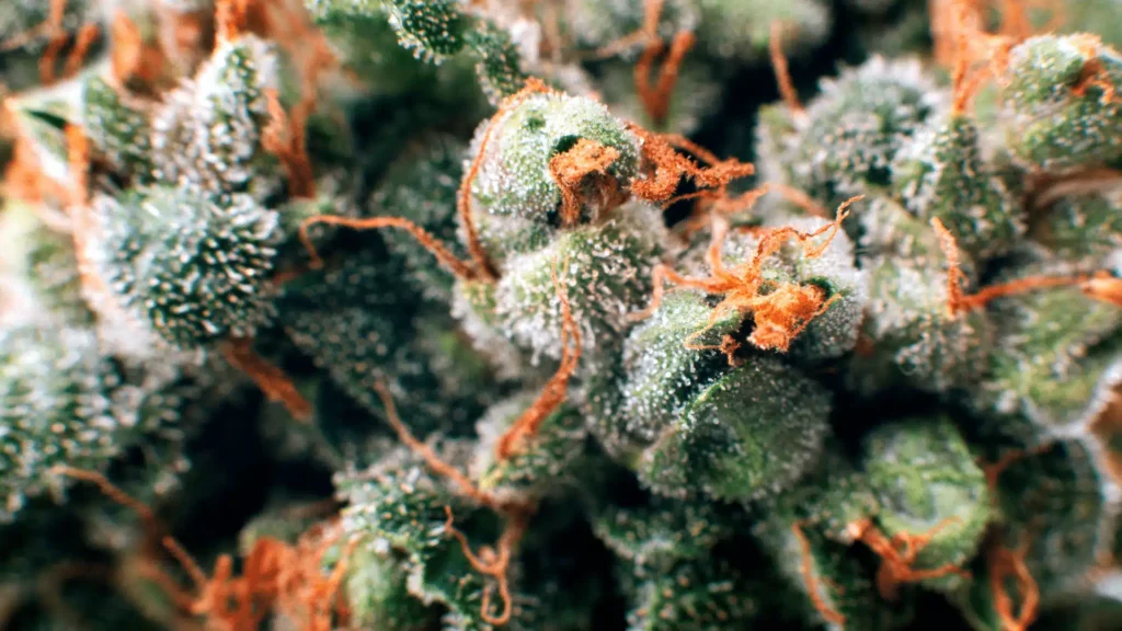 Close-up of a cannabis flower showing glistening trichomes and vibrant orange pistils
