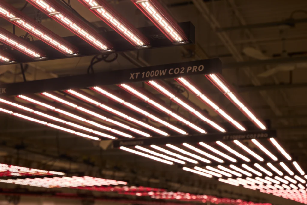 Overhead red LED grow lights in the Garden Remedies Fitchburg cannabis cultivation facility