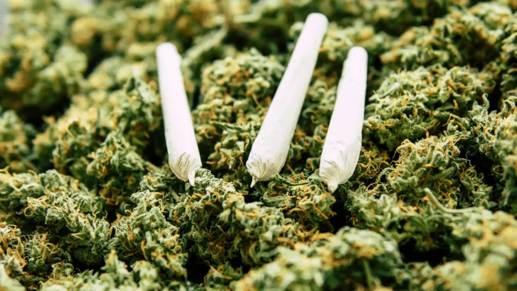Three pre-rolled cannabis joints resting on a bed of green cannabis nugs
