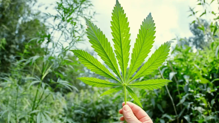 Hand holding a vibrant green cannabis leaf against a bright natural background