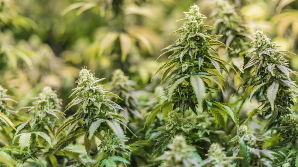 growing cannabis plants
