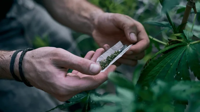 Close-up of hands rolling a cannabis joint outdoors surrounded by green foliage