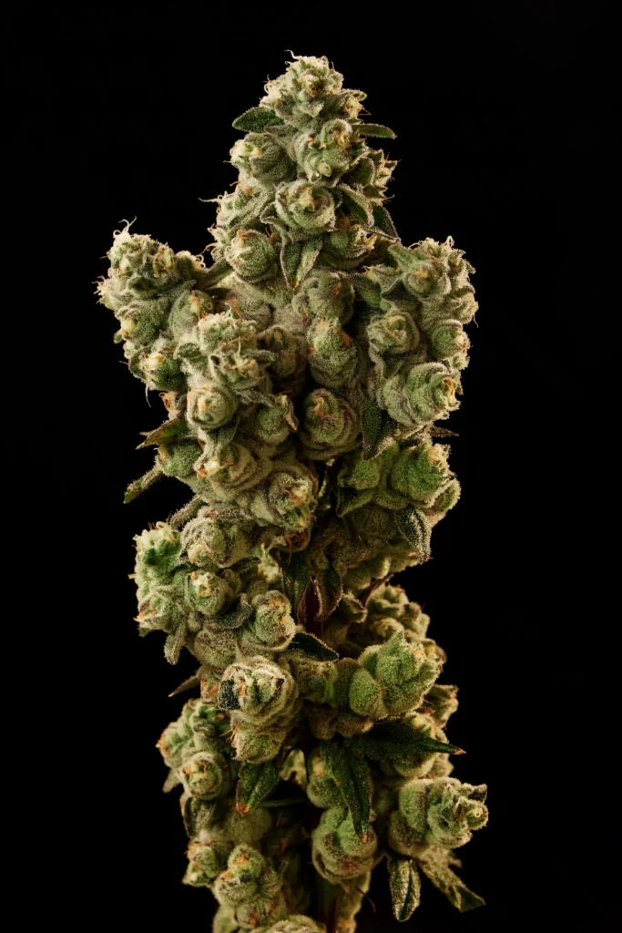 Flower Closeup of Avocado Toast Cannabis Strain
